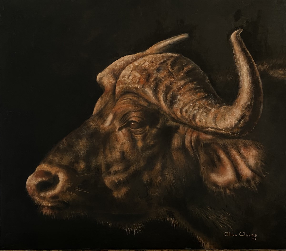 Buffalo (1201 x 1054)
